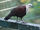 White-throated Ground Dove