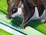 Lesser Pygmy Flying Squirrel
