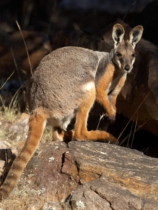 Yellow-footed Rock Wallaby | Animal Database | Fandom