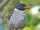 Scaly-breasted Kingfisher