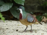Mindanao Bleeding-heart
