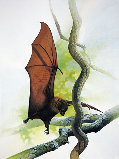 Guam flying fox deals