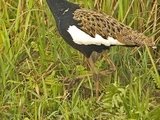 Bengal Florican