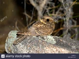 Buff-collared Nightjar