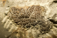 Fossilized T-rex skin