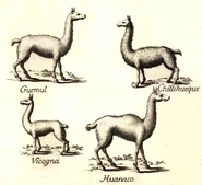 Llama, huelque, vicuna, guanaco, 4-camelid engraving 1776, public domain.jpg (157 KB)