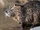 Nutria