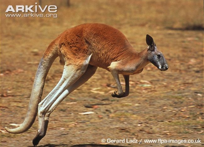Red Kangaroo Animal Database Fandom