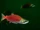 Sockeye Salmon