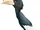 Brown-cheeked Hornbill