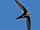 White-throated Swift