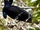 Amazonian Umbrellabird