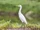Cattle Egret