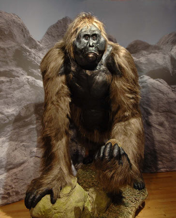gigantopithecus fossils
