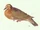 Tanna Ground Dove