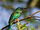 Green-tailed Jacamar