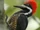 Powerful Woodpecker