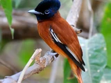 Red-bellied Paradise Flycatcher