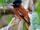 Red-bellied Paradise Flycatcher