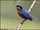 Chestnut-bellied Mountain Tanager
