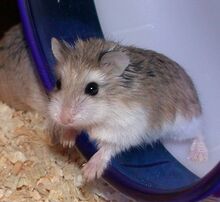 Roborovski Dwarf Hamster Lifespan: How Long Do Robos Live?