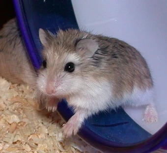 wheel size for robo hamster