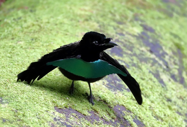 This Bird Has Feathers That Absorb 99.95 Percent Of Light