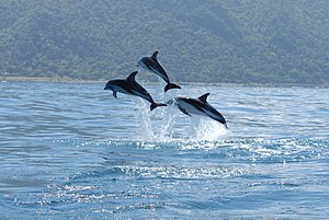 New Zealand Dusky Dolphin