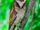 White-fronted Scops Owl