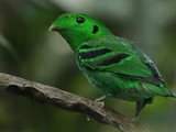 Green Broadbill