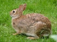 Cottontail Rabbit