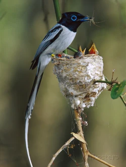 Cyril-ruoso-madagascar-paradise-flycatcher-terpsiphone-mutata-male-white-morph-feedingchicks