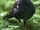 Western Capercaillie