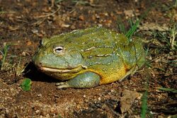 African bullfrog