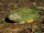 African Bullfrog