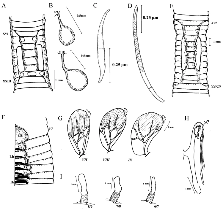 Andiodrilus cravijae Animal Database Fandom