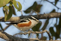 Brubru.africain.yvlh.1g