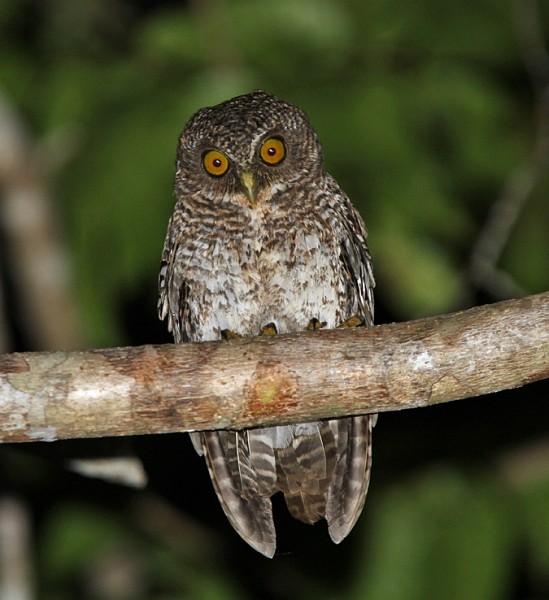 philippine hawk owl