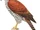 Chestnut-shouldered Goshawk