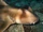 Crested bullhead shark
