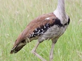 Australian Bustard