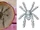 Douglassarachne