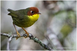 Ffe542bb31af94c2e423d628bf8961b0