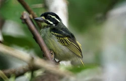 Gab-0637-vogels-Yellow-throated Tinkerbird-LangoueBai2