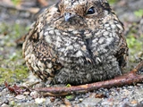 Band-winged Nightjar