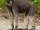 Booted Macaque