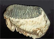 C489F93E-DB19-4D2D-A067-929492E1AE05.jpeg (35 KB)