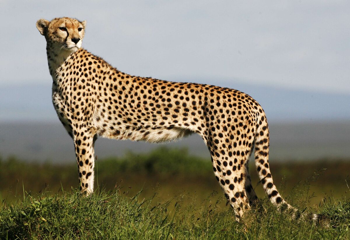 Cheetah, Animal Database