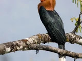 Rufous-necked Hornbill