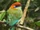 Russet-crowned Motmot